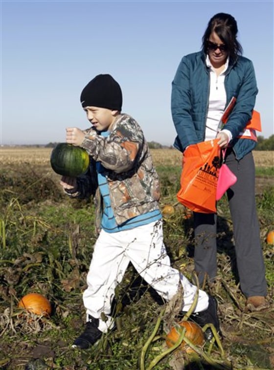 Austin Johnson, 8, of Greenfield, Ind., and his mother Michelle pick pumpkins in a patch at the Tuttle Orchards, in Greenfield, Ind., Monday, Oct. 8, 2012. The orchard had a good pumpkin crop but canceled public apple-picking this year after a series of sub-freezing nights zapped apple blossoms lured into early bloom by unusually warm March weather. (AP Photo/Michael Conroy)